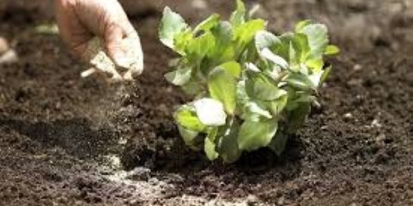 تصویر 2 از خرید و فروش کود ارگانیک گیاهی با شرایط فوق العاده